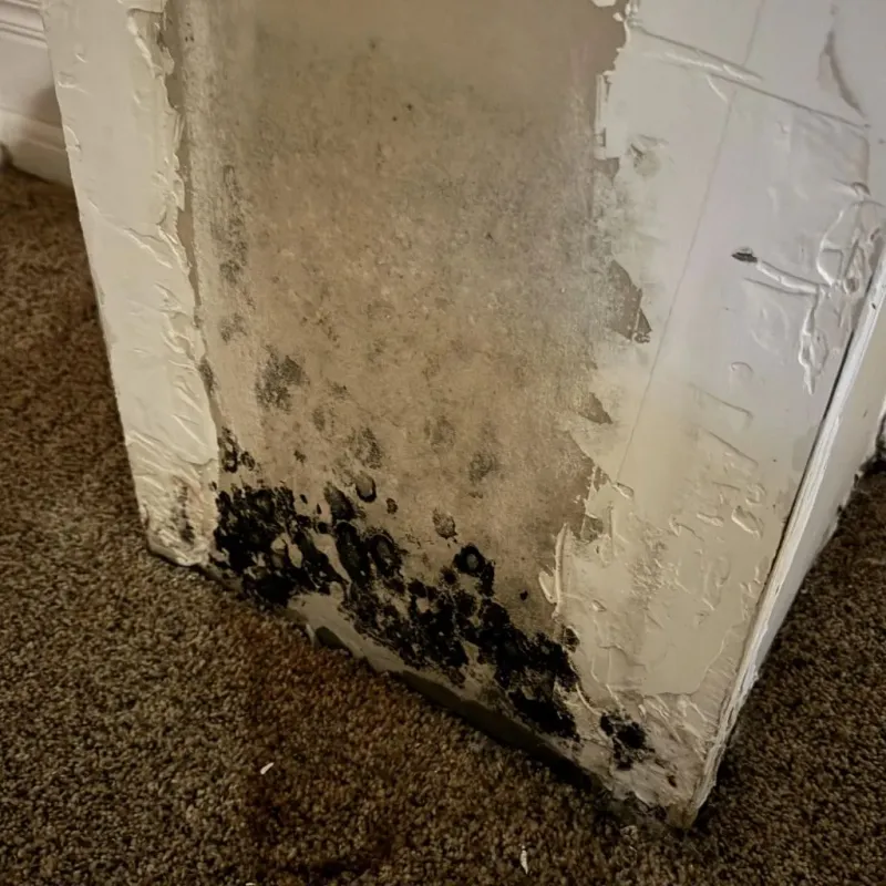 Professional Mold Removal in Baldwin City, KS